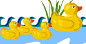 Duck family